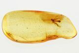 Detailed Fossil Ichneumon Wasp (Ichneumonidae) In Baltic Amber #367450-1
